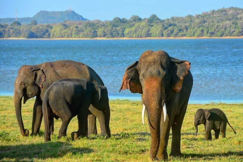 From Sigiriya: Minneriya National Park Elephant Safari - Park Fees and Total Value: Is $33 Really Worth It?