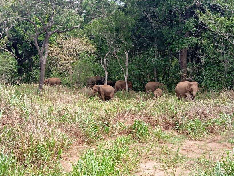 From Sigiriya: Minneriya National Park Half-Day Jeep Safari - Key highlights to look for