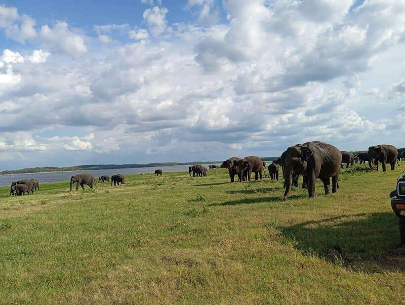 From Sigiriya: Minneriya National Park Half-Day Jeep Safari - What Makes Minneriya’s Elephant Gathering Worth a Half-Day
