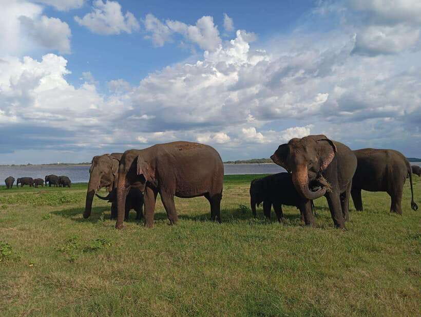 From Sigiriya: Minneriya National Park Half-Day Jeep Safari - Minneriya Lake Walk: Why This Stop Feels Different