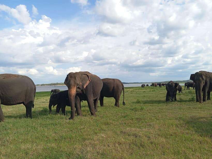 From Sigiriya: Minneriya National Park Half-Day Jeep Safari - Who This Safari Fits Best (and Who Might Want More)