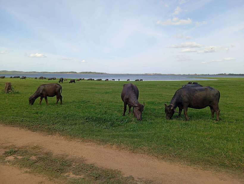 From Sigiriya: Minneriya National Park Half-Day Jeep Safari - Should You Book This Minneriya Jeep Safari From Sigiriya?