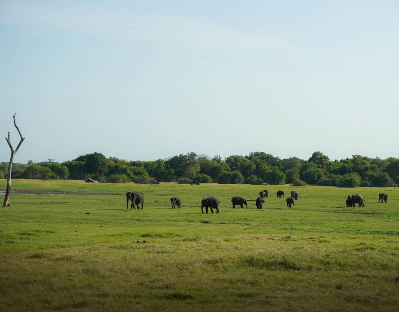 From Sigiriya: Minneriya National Park Half Day Safari - More than elephants: animals you can actually spot