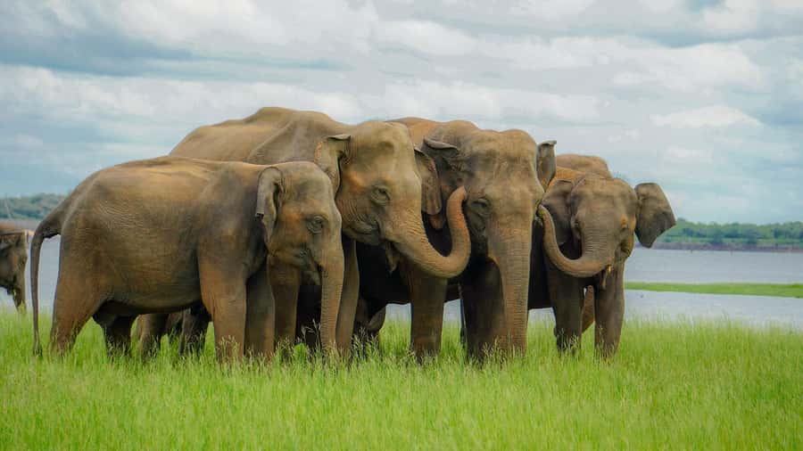 From Sigiriya: Minneriya National Park Half Day Safari - Price and entrance fees: the real number you should plan