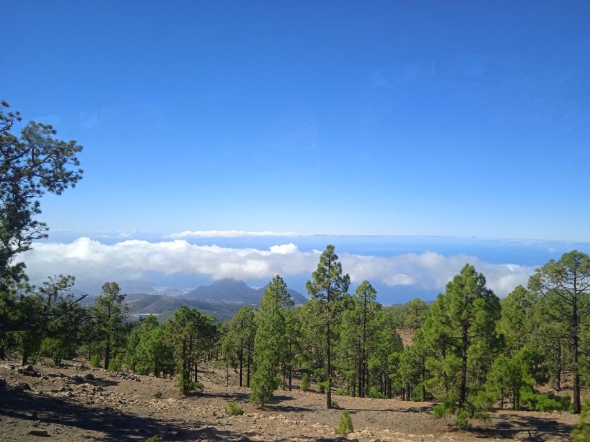 From Tenerife: Teide National Park Guided Day Trip by Bus - Pine forests, endemic plants, and wild canaries along the way