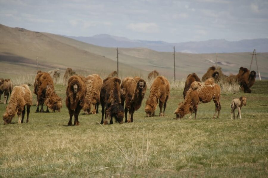 From Ulaanbaatar: Day Trip to Hustai National Park - Your English-Speaking Guide and How the Day Gets Better