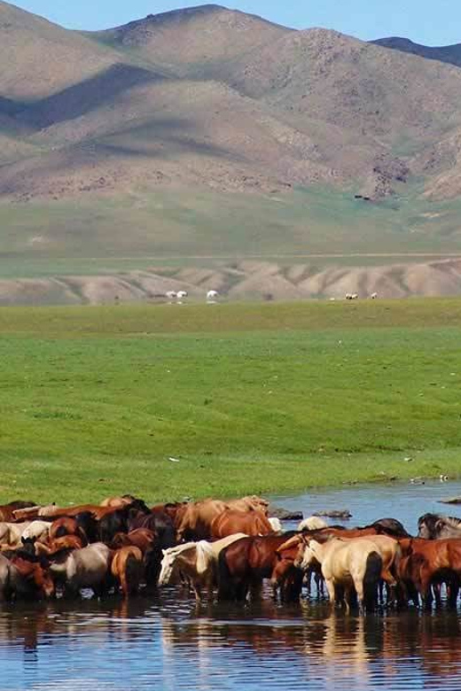 From Ulaanbaatar: Day Trip to Hustai National Park - Bird Watching and Short Hikes Where You Actually Have Time