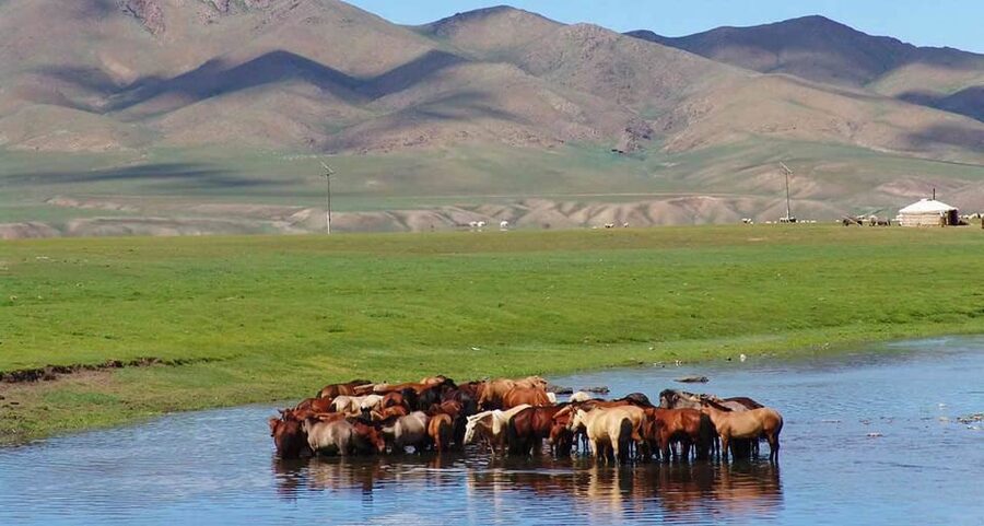 From Ulaanbaatar: Day Trip to Hustai National Park - Price and Logistics: What You Really Get for $195