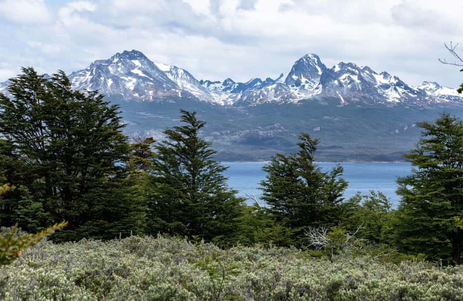 From Ushuaia: Discover Tierra del Fuego National Park - Wildlife in the subantarctic forest: what you can actually watch for