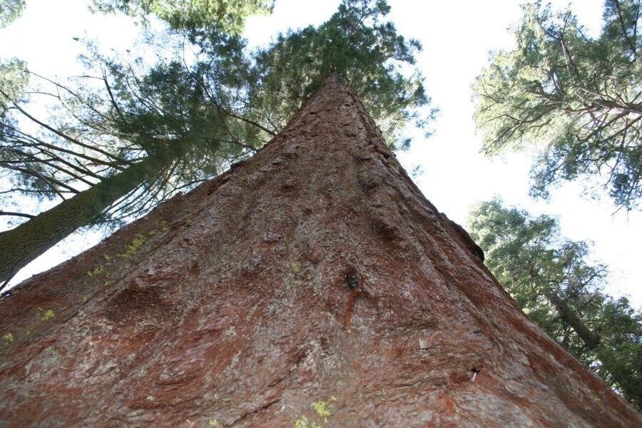 From Vegas to San Francisco: 7-Day National Park Tour - Key things to love (and plan around)