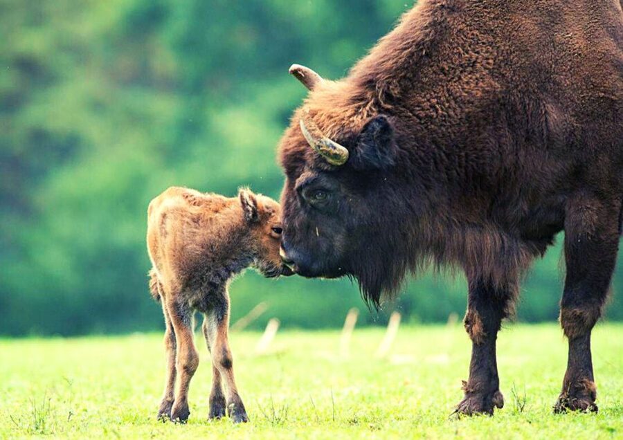 From Warsaw: Small-Group Tour to Bialowieza National Park - The Driver and Guide Factor: English Support That Makes the Day Easier