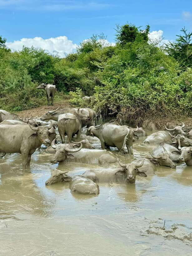 From Weligama : Udawalawa National Park Safari Tour - Key highlights you’ll care about