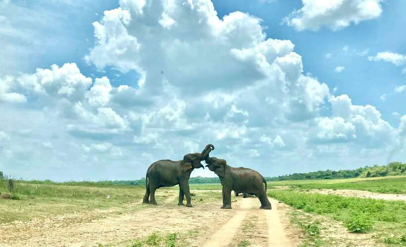 From Weligama : Udawalawa National Park Safari Tour - Elephant Transit Home: why this stop adds real meaning