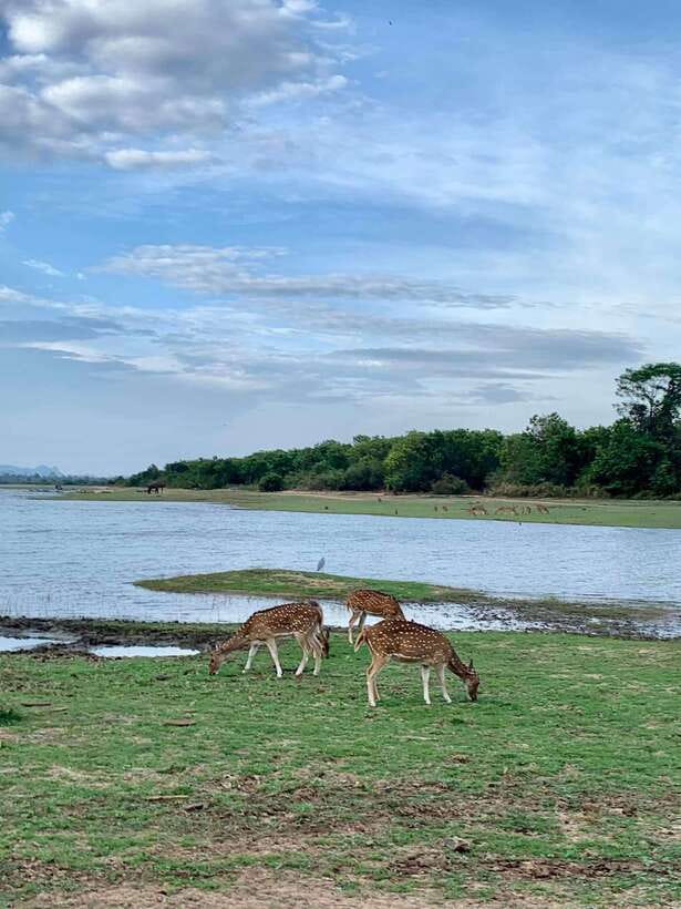 From Weligama : Udawalawa National Park Safari Tour - Getting there in comfort: air-conditioned transport and a spacious 44 jeep