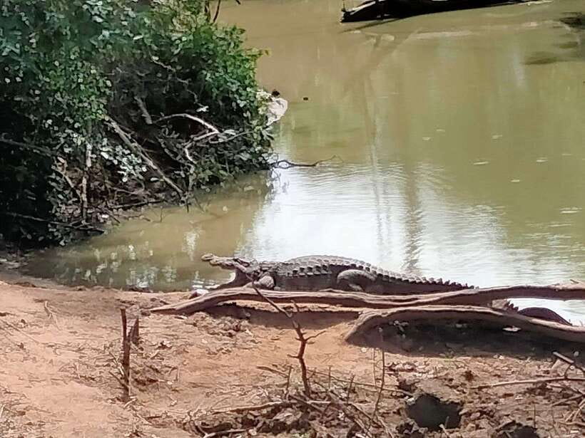 From Weligama : Udawalawa National Park Safari Tour - Price and entrance fees: whether $72 is good value