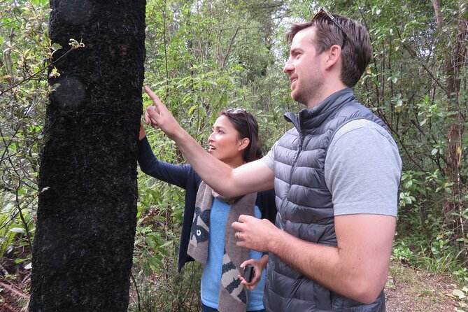 Full-Day Abel Tasman National Park Hiking Tour with Cruise - The Abel Tasman guided hike: forest trails, plants, and culture