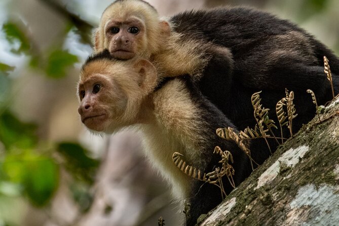 Full-Day Adventure to Manuel Antonio National Park from San Jose - Breakfast and scenic Central Pacific Highway vibes