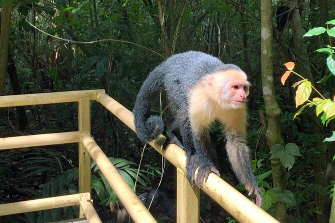 Full-Day Adventure to Manuel Antonio National Park from San Jose - Entering Manuel Antonio with a guided rainforest hike