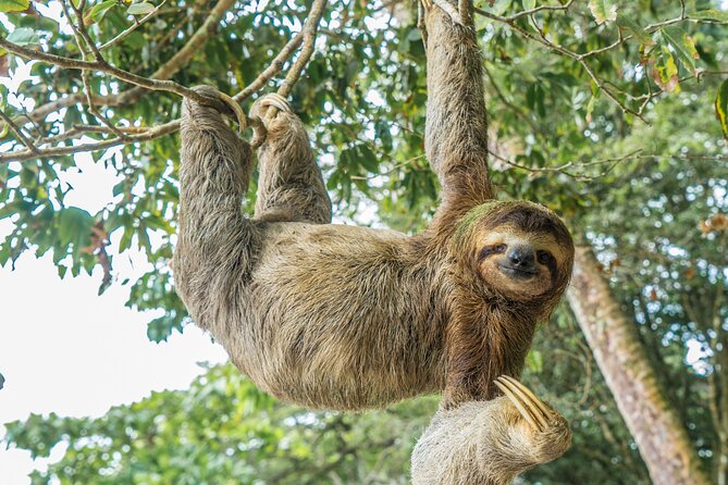 Full-Day Adventure to Manuel Antonio National Park from San Jose - Playa Manuel Antonio: swimming time plus strict park rules