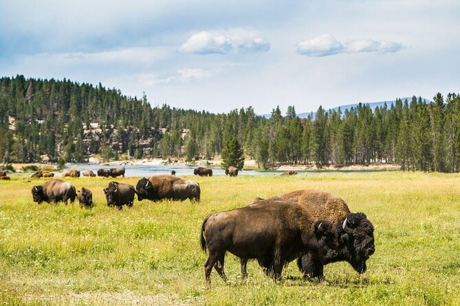 Full Day Best Of Yellowstone National Park Tour From Big Sky - Quick hits before you go