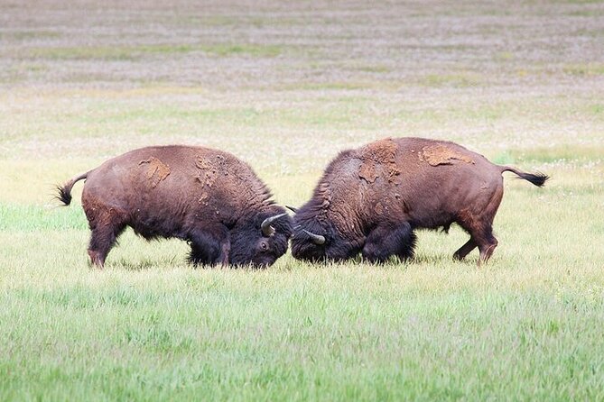 Full Day Best Of Yellowstone National Park Tour From Big Sky - Hayden Valley and Yellowstone Lake: wildlife odds and geothermal meaning