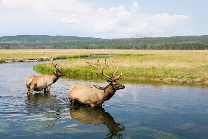 Full Day Best Of Yellowstone National Park Tour From Big Sky - Old Faithful to Grand Prismatic: thermal circuit without the guesswork