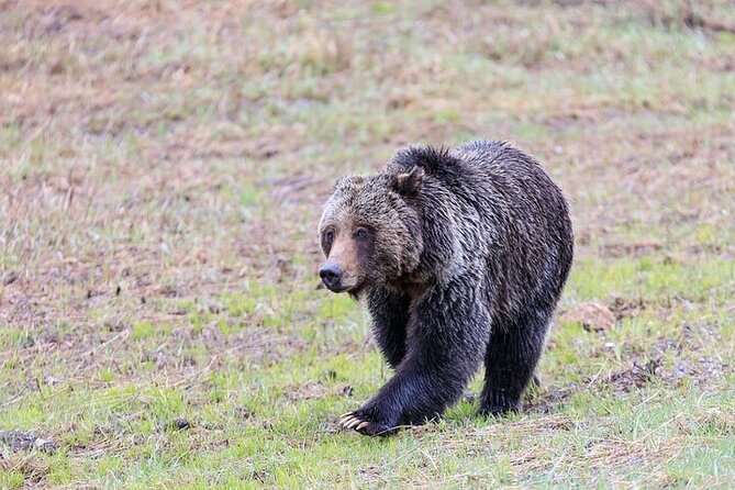 Full Day Best Of Yellowstone National Park Tour From Big Sky - Price and value: $350 plus the entrance fee
