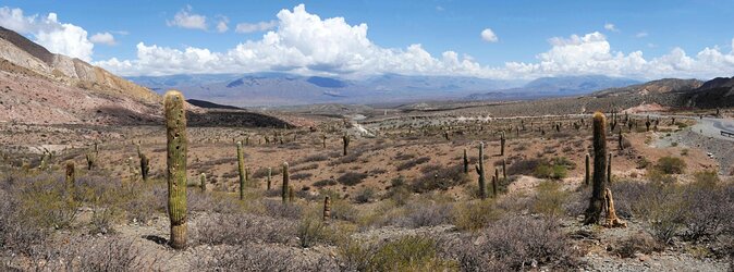Full-day Cachi and Los Cardones National Park from Salta - Los Cardones and Cachi: why this day trip works