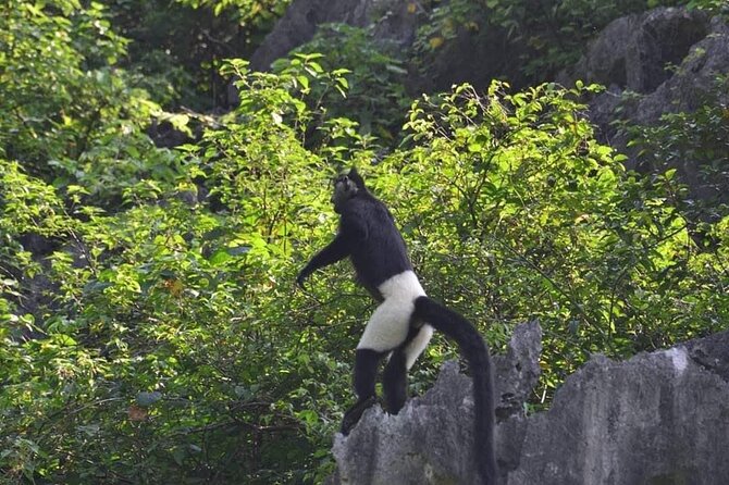 Full-Day Cuc Phuong National Park Hiking Tour - Key things to notice before you go