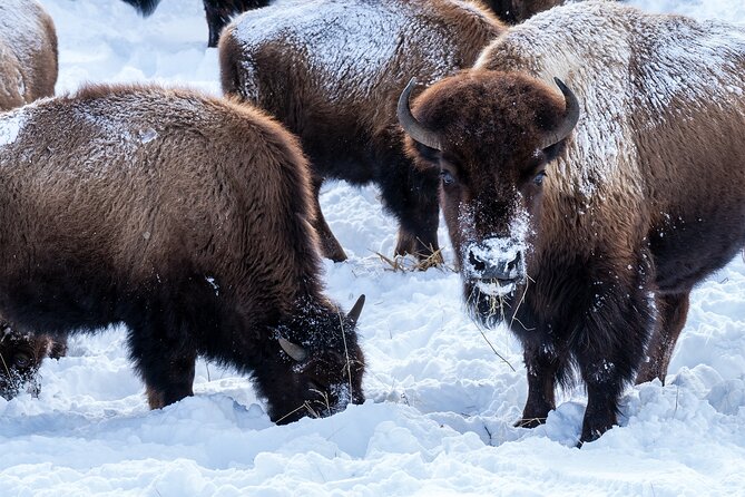 Full Day Guided Wildlife Photography Tour In Yellowstone - Lamar Valley Field Time: What You’ll Try to Photograph and Why