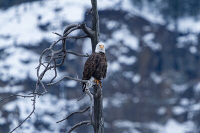 Full Day Guided Wildlife Photography Tour In Yellowstone - Getting Going: 6:00am Pickup and Private Transportation From Gardiner