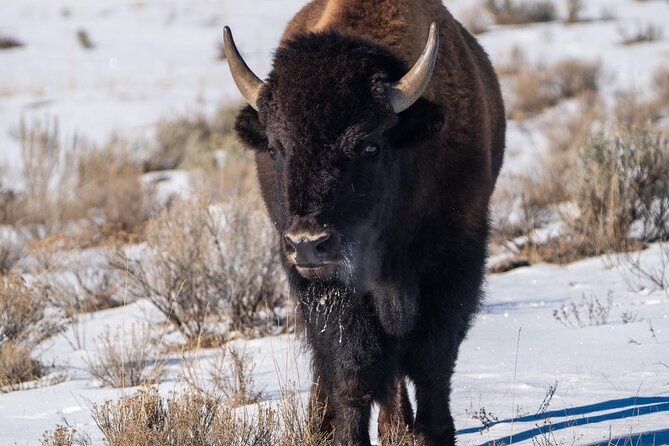 Full Day Guided Wildlife Photography Tour In Yellowstone - Christopher’s Coaching: On-the-Spot Settings, Framing, and Shooting Strategy