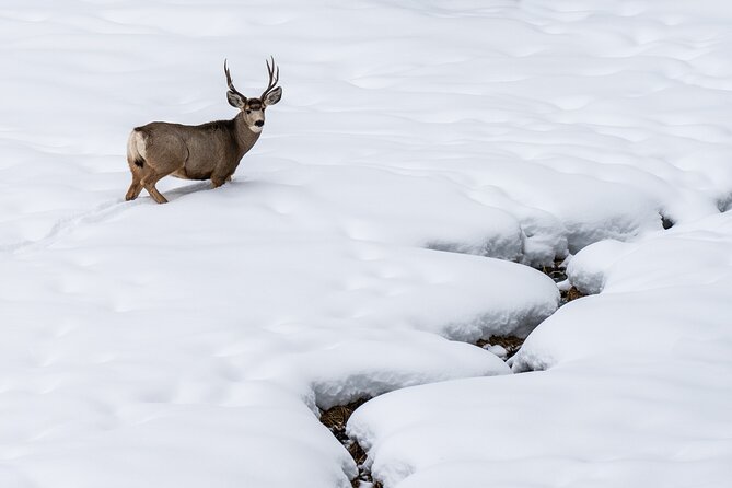 Full Day Guided Wildlife Photography Tour In Yellowstone - What the “One-on-One Post-Processing via Discord” Gives You