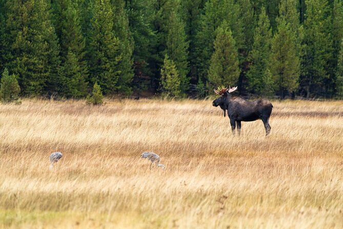 Full Day Guided Wildlife Photography Tour In Yellowstone - Price and Value: Is $652.50 Worth It for a Full-Day Photo Plan?