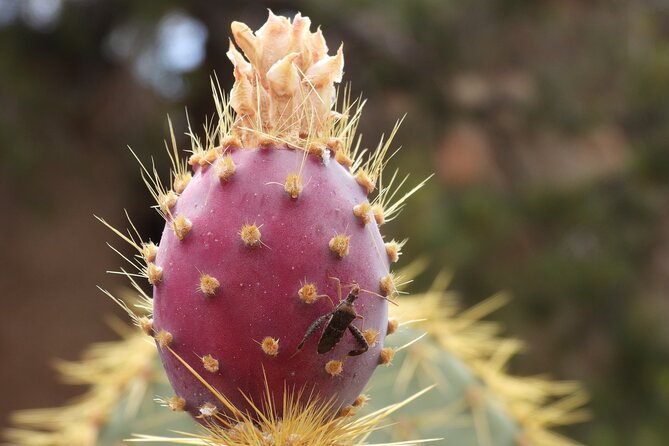 Full Day Hike in Joshua Tree National Park - Getting the timing right: opening hours and booking windows