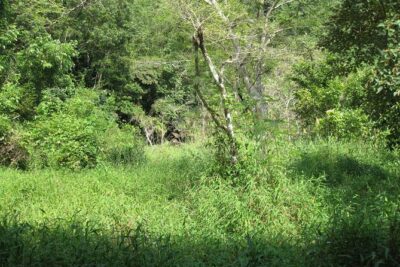 Full day hikes, Cycles, Kayaks & swims in Cat Ba National park - 8:30–11:30 forest trekking: what you’ll actually experience