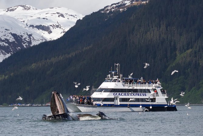 Full-Day Kenai Fjords National Park Cruise - Aialik Bay: When Tidewater Glaciers Put on a Show