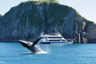 Full-Day Kenai Fjords National Park Cruise - Bear Glacier and Holgate Glacier: Two Active Calving Stops