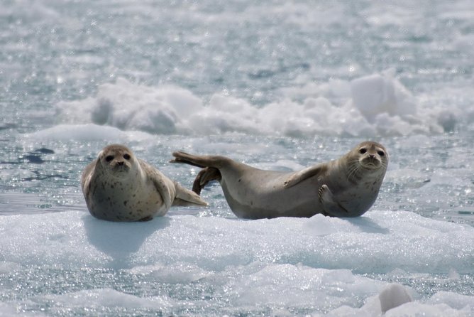 Full-Day Kenai Fjords National Park Cruise - Seabird Colonies and the Chiswell Islands or Cape Resurrection Call