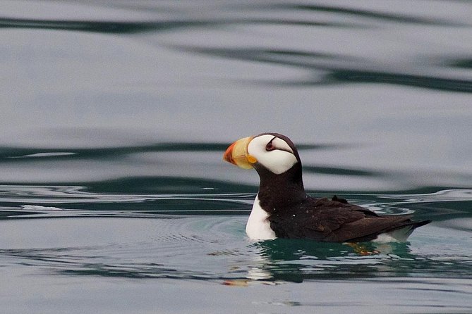 Full-Day Kenai Fjords National Park Cruise - Onboard Comfort: Heated Cabin, Binoculars, and Lunch That Actually Helps