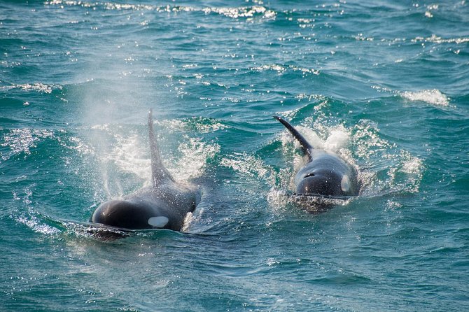 Full-Day Kenai Fjords National Park Cruise - The Captain and Naturalist Difference: How the Day Improves When People Know What They’re Doing