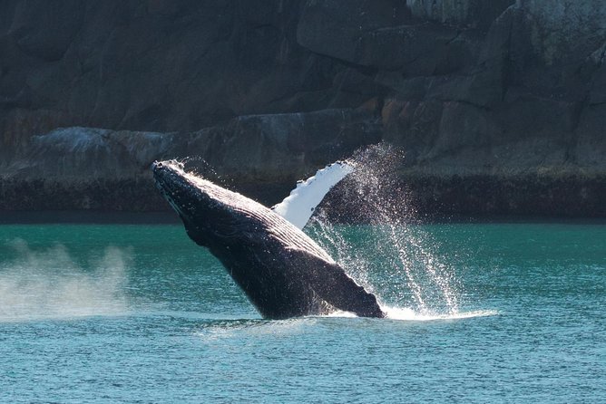 Full-Day Kenai Fjords National Park Northwestern Cruise - Harris Bay: Hidden Coves and the Whale-Spotting Momentum