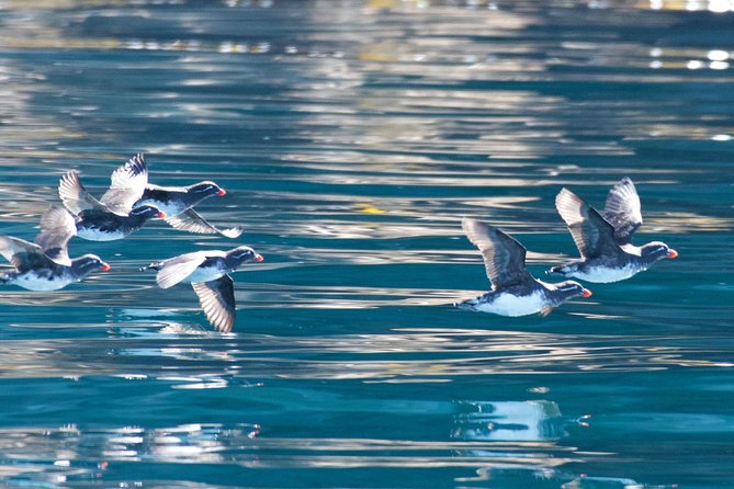 Full-Day Kenai Fjords National Park Northwestern Cruise - Northwestern Fjord: Active Glacier Calving From the Water