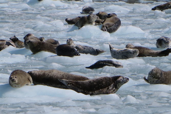 Full-Day Kenai Fjords National Park Northwestern Cruise - Lunch Sandwiches: Simple Fuel for a Long Day