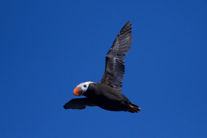 Full-Day Kenai Fjords National Park Northwestern Cruise - Seward Departure: Timing, Dock, and the Best Way to Use Your Morning