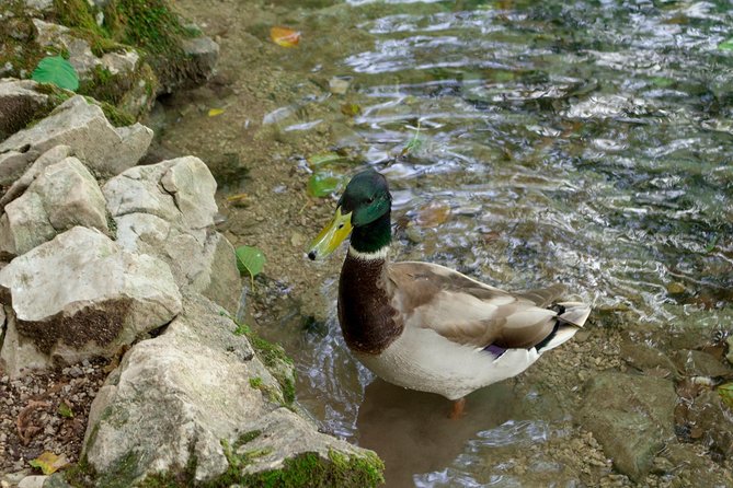 Full-Day Private Plitvice Lakes National Park Tour from Split - Crowd Control: Timing Beats Guesswork