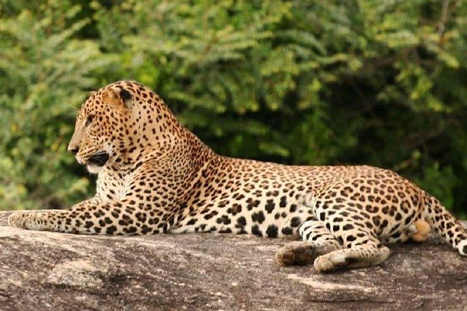 Full Day Private Safari at Yala National Park by Yala La Safari Tours - A Quick Reality Check Before You Go