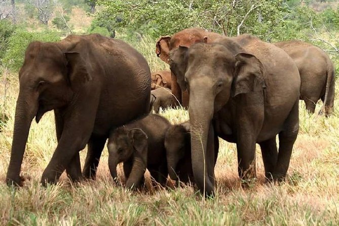 Full Day Private Safari at Yala National Park by Yala La Safari Tours - Key Things I’d Focus On Before Booking