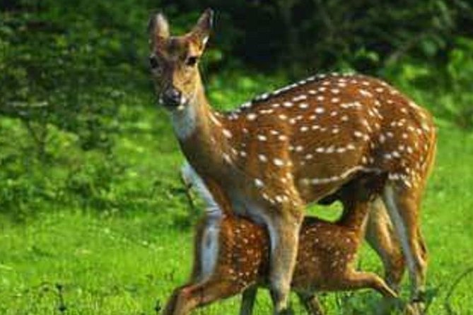 Full Day Private Safari at Yala National Park by Yala La Safari Tours - The Quiet Jeep Advantage You’ll Actually Feel