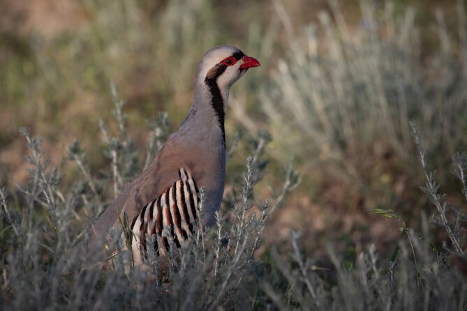 Full-Day Private Wilderness Tour in Vashlovani National Park - Birdwatching with binoculars: how to make the best use of included gear